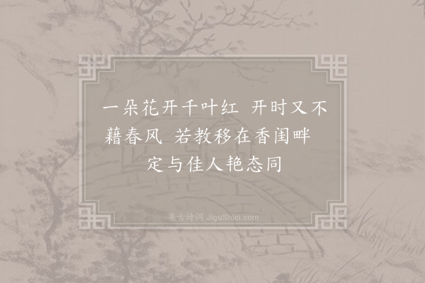 子兰《千叶石榴花》