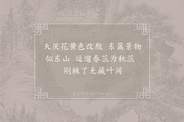 史铸《红薇菊》