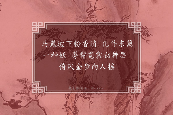 朱诚泳《杨妃菊》