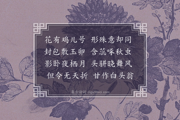 王寂《鸡儿花》