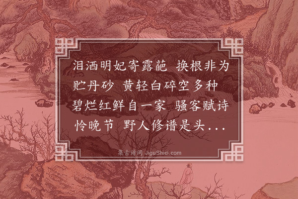 王恽《桃花菊》