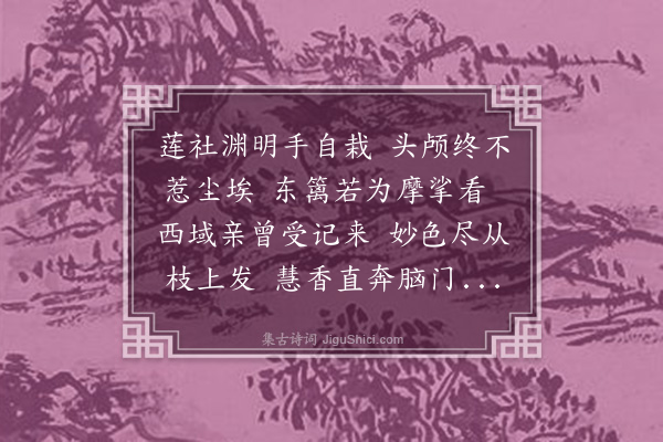 杨维桢《佛顶菊》