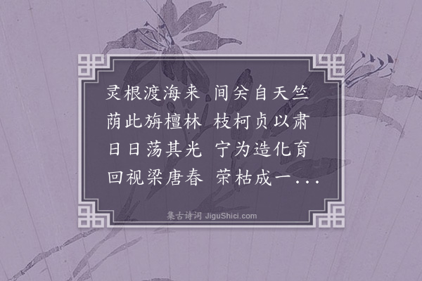 罗宾王《菩提树》